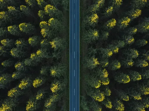 Bos met snelweg