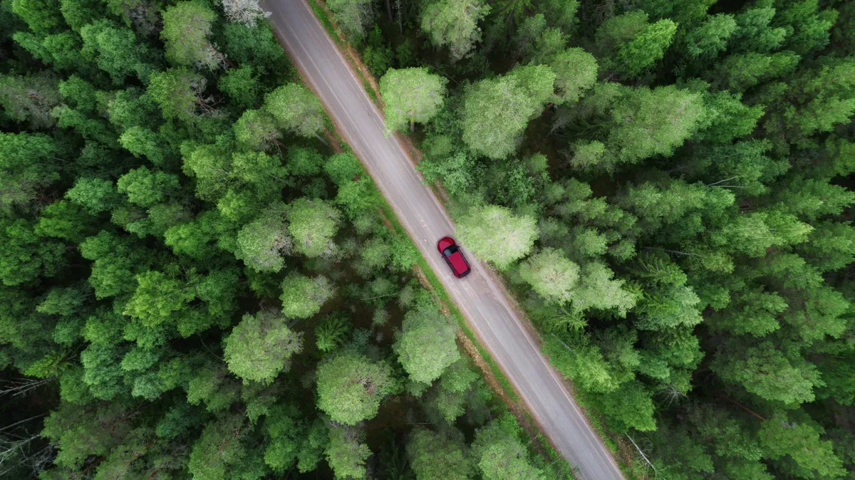 Auto en bos